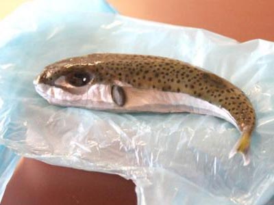 Ψάρεψε λαγοκέφαλο στη Ζάκυνθο