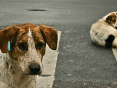 Συνολικά 83 εμβολιασμοί κατά της λύσσας στον Βόλο