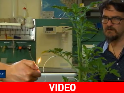 Η αποκάλυψη της γλώσσας των φυτών