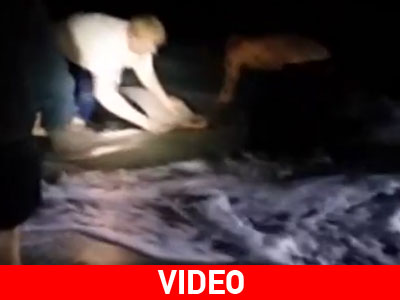 Βρήκαν καρχαρία 4 μέτρων!