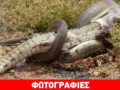 Φίδι Vs κροκόδειλου: Ποιος είναι ο νικητής;