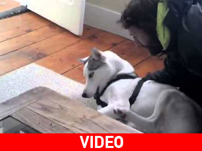 Ο σκυλάκος αρνείται πεισματικά να μπει στο σπίτι του