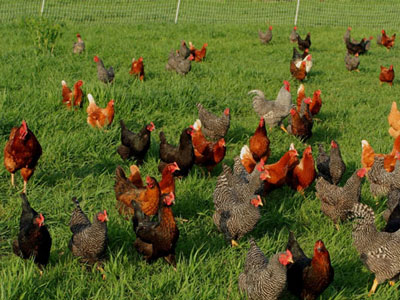 Την Άρτα και τα Γιάννενα…