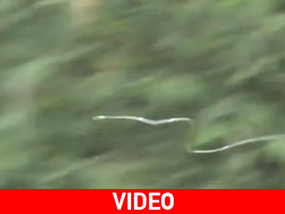 Φίδια που πετάνε!