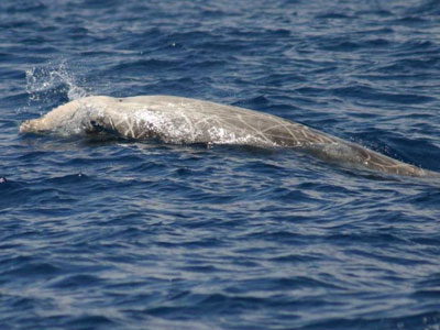 Παγκόσμιο ρεκόρ κατάδυσης από μία φάλαινα!