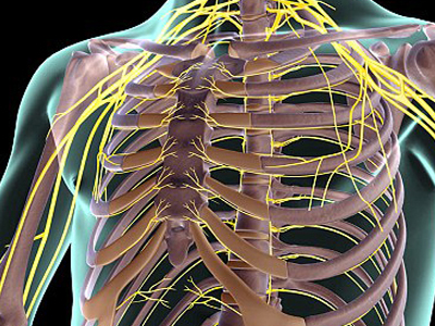Νεύρα που… φωσφορίζουν!