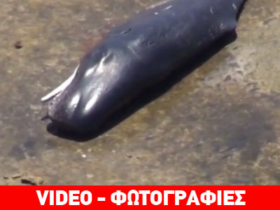 Μυστήριο με νεκρές φάλαινες που εκβράστηκαν στην Αυστραλία