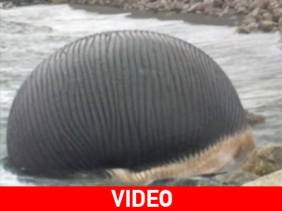 Νεκρή γαλάζια φάλαινα στον Καναδά Νεκρή γαλάζια φάλαινα στον Καναδά