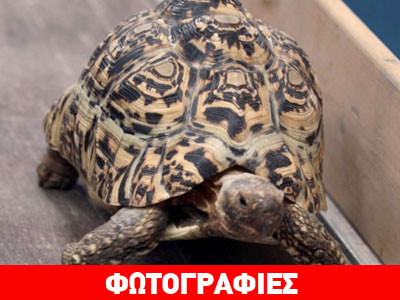 Η χελώνα που έγινε… λαγός!