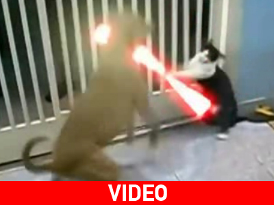 Γάτα τζεντάι!