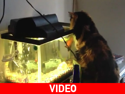 Ψάρι επιτίθεται σε γάτα!