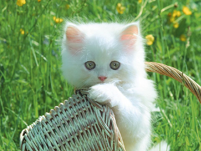 Εμβόλιο κατά της αλλεργίας στις… γάτες!