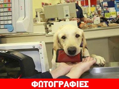 Σκυλίσια ζωή…