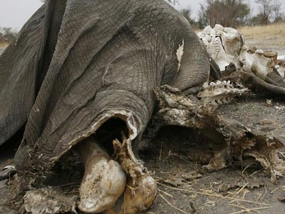 Πάνω από 20.000 ελέφαντες θύματα λαθροθηρίας το 2013 Πάνω από 20.000 ελέφαντες θύματα λαθροθηρίας το 2013