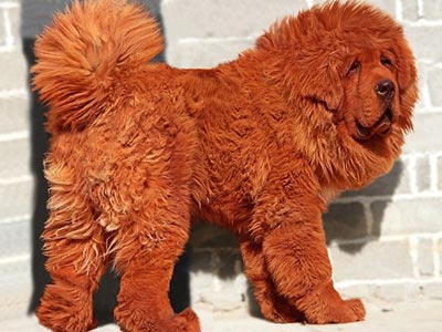 Σκύλος πουλήθηκε έναντι 1,44 εκατ. ευρώ!