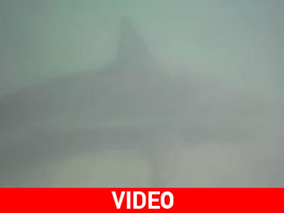 Καρχαρίες περικυκλώνουν νεαρούς σέρφερ