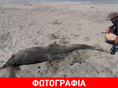 Περί τα 400 δελφίνια εκβράστηκαν νεκρά στο Περού