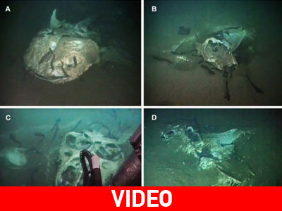 Θαλάσσιο νεκροταφείο για κήτη στην Ανγκόλα