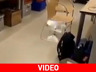 Tο μικρότερο ιπτάμενο ρομποτάκι πετά σαν λιβελλούλη!