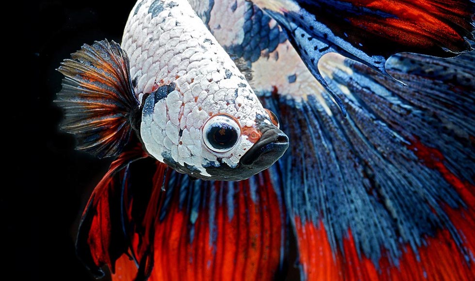 Μικρά θαύματα της φύσης