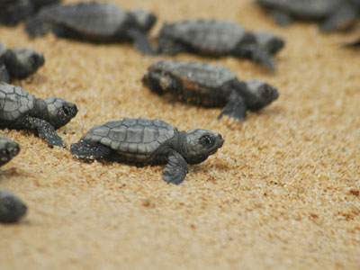 Θαλάσσιες χελώνες στην Κρήτη