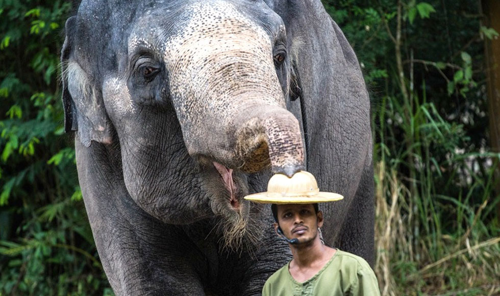 Το παιχνίδι του ελέφαντα