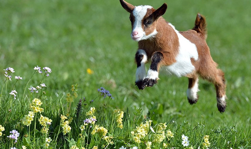 Τρέχοντας στο λιβάδι