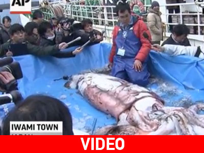 Γιγαντιαίο καλαμάρι 3 μέτρων πιάστηκε στα δίχτυα ψαράδων