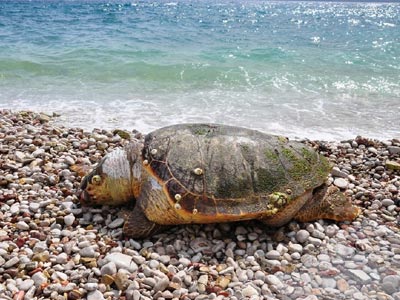 Ακόμη μία νεκρή καρέτα-καρέτα στο Μονολίθι