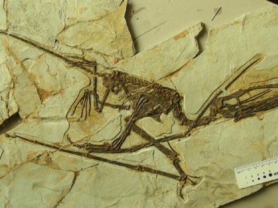 Ανακαλύφθηκε ο αρχαιότερος πτερόσαυρος, ο Κρυπτοδράκων