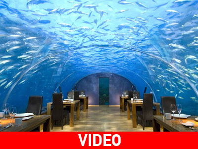 Γεύμα παρέα με… καρχαρίες