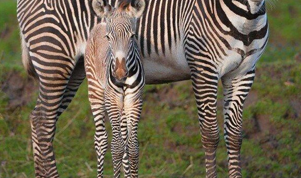 Είδος υπό εξαφάνιση