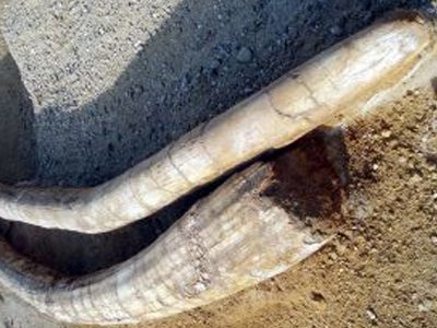 Σπουδαία αρχαιολογική ανακάλυψη στη Μεγαλόπολη