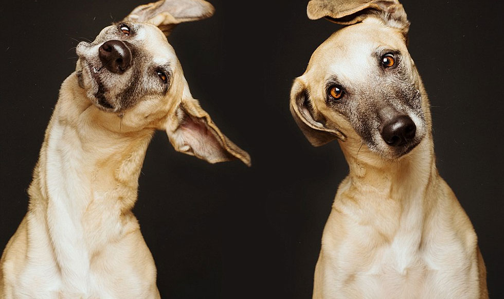 Σκύλοι – μοντέλα!