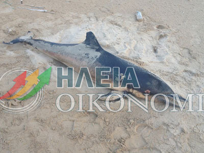 Νεκρό δελφίνι στην Κυλλήνη