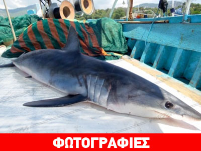 Ψάρεψε καρχαρία 60 κιλών! Ψάρεψε καρχαρία 60 κιλών!
