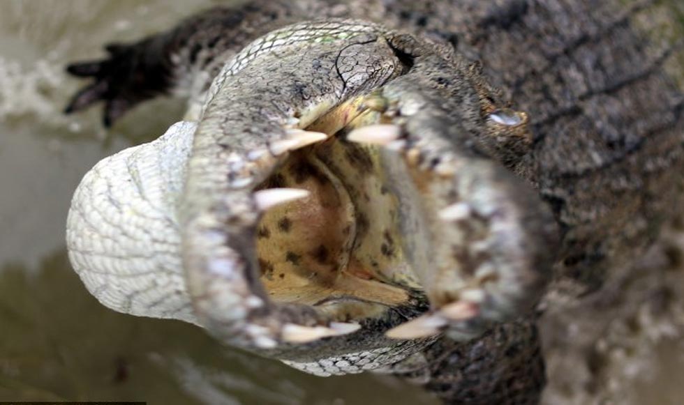 Στα σαγόνια του κροκόδειλου!