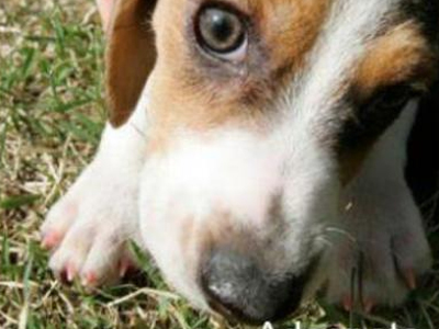 Προστατεύστε το κατοικίδιό σας από την Αλσχάιμερ