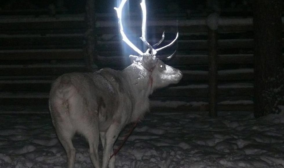 Τάρανδοι που… φωσφορίζουν
