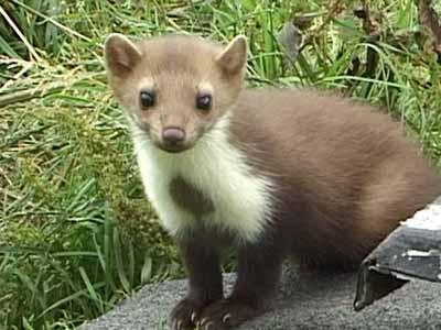 Κέντρο περίθαλψης άγριων ζώων στην Κρήτη