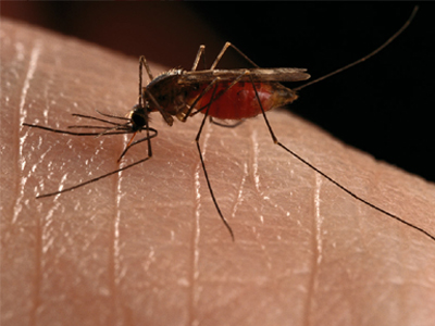 Σε επιφυλακή για τον ιό του Δυτικού Νείλου