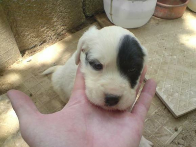 Τα κουτάβια… καταπολεμούν το άγχος!