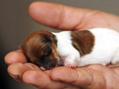 Σώθηκε το μικρότερο κουτάβι του κόσμου!