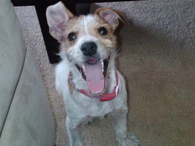 Ένα πολύ τυχερό κουτάβι!