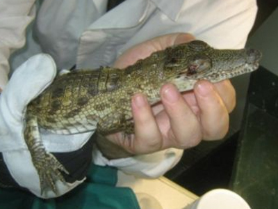Βρέθηκε κροκόδειλος-μωρό στην Αχαρνών