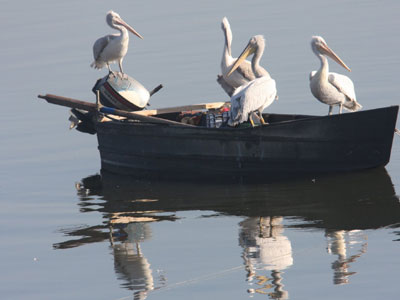 Απελευθερώθηκαν 15 άγρια πουλιά στη λίμνη Κερκίνη
