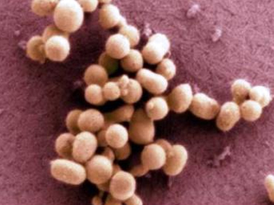 Συνθετικά κύτταρα