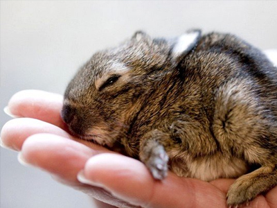 Είναι το μικρότερο λαγουδάκι του κόσμου;