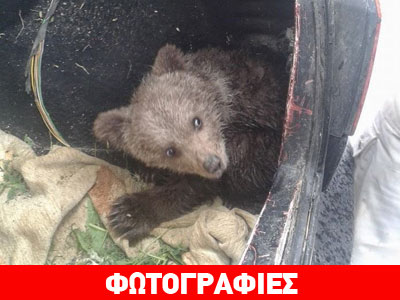 Μικρό αρκουδάκι βρέθηκε στην Αυγή Καστοριάς!