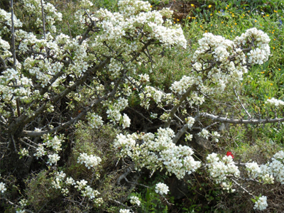 Ανακάλυψαν το γονίδιο της… ανθοφορίας Ανακάλυψαν το γονίδιο της… ανθοφορίας